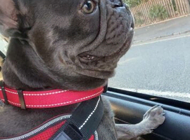 Vinnie 4 year old Blue Male
