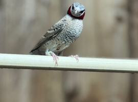 Cut-throat finch