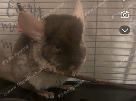 Lovley male chinchilla for sale