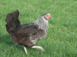 2x POL Silver Sussex Hens
