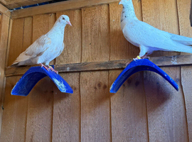Deep rolling pigeon