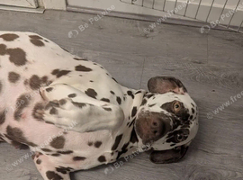 Dalmatian puppy&rsquo;s