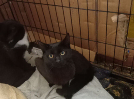 all black young male cat neutered chipped wormed &pound;35