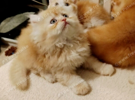 Exotic Persian girl and boy ready for rehoming