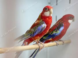Rosella