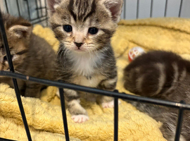 I have 4 gorgeous bengal/tabby kittens for forever home