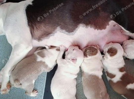 KC Reg Healthy Raised Boston Terrier Puppies