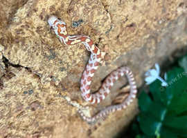 Corn Snakes at Birmingham Reptiles