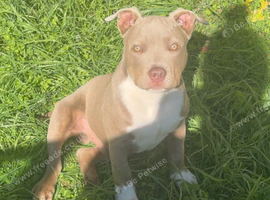 5 month old male
