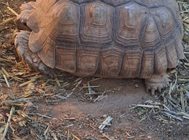 Sulcata tortoise. Age 8yrs