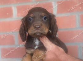 Boy and girl cocker spaniel puppy