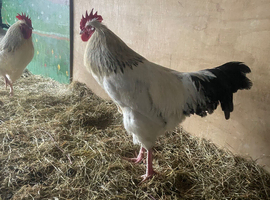Roosters