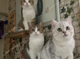 Full Pedigree Kittens