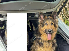 German Sheppard