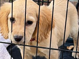 7 beautiful show cocker spaniels