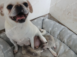 Full pedigree pug pups not kc registered