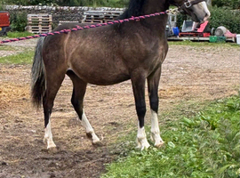 Welsh part breed x sports.