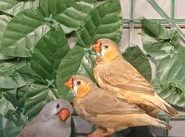 Looking for zebra finch cocks & hens