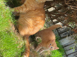 Ginger female