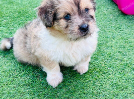 Shetland sheepdog cross Shih Tzu puppies