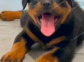 Stunning female pup mollie ready now
