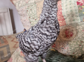 6 week old chick