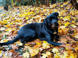 DOG WALKING SERVICES IN AYRSHIRE 24/7 VERY FLEXIBLE