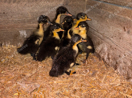 Ducklings