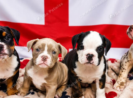 New English Bulldogs puppies