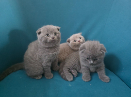 3 Scotish Fold shorthair
