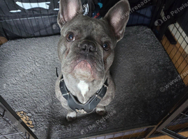 Frenchie