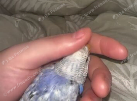 Breeding pair of budgies