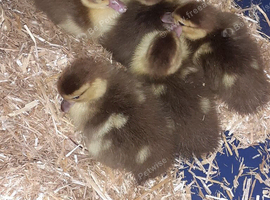 chocolate muscovy ducklings as hatched