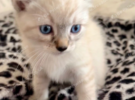 Beautiful kittens