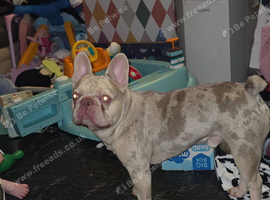2 year old merle male French bulldog