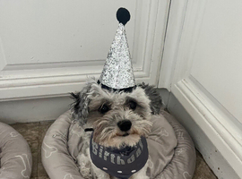18 month Coton de tulear boy