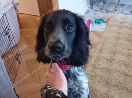 2 year old Cocker spaniel female