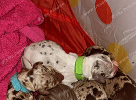 Miniature Dachshund Puppies