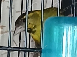 Siskin Males Siskin males