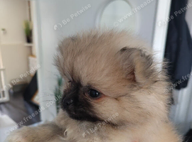 Xxs KC registered teddy pomerainian