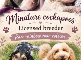 F1 rare rainbow roan cockapoos