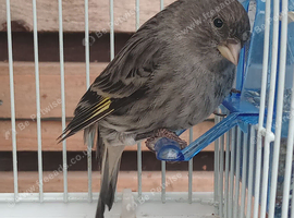 Siskin