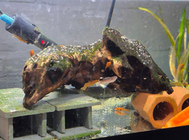Super Red Bristlenose