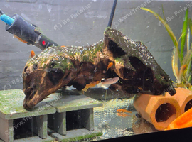 Bristlenose Swap For Cichlids