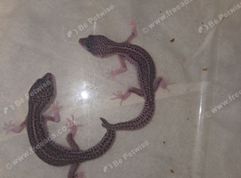 3 leopard gecko babies