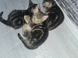 Marble bengal kittens