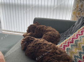 2 cockapoo puppies for rehoming