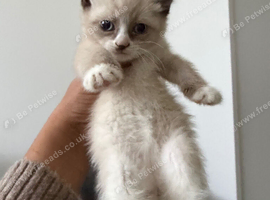 Beautiful Ragdoll &times; Siamese Girl Kitten