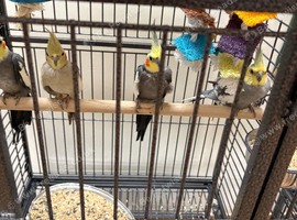 Baby cocktails