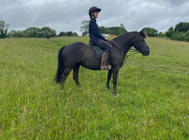 Flashy Welsh C Allrounder